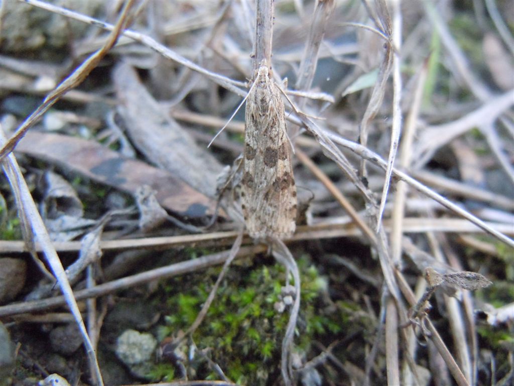Crambidae - Nomophila noctuella ?